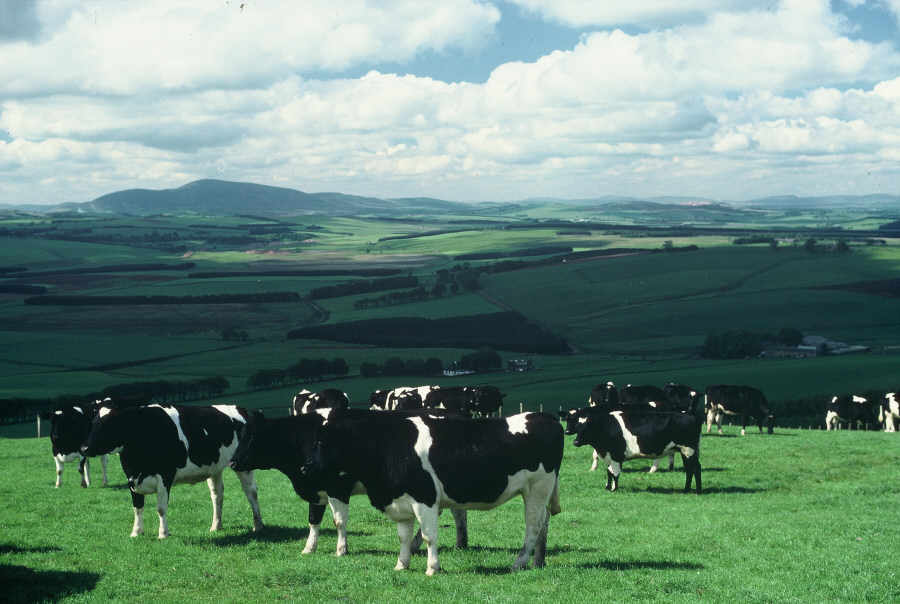 vacas en un prado