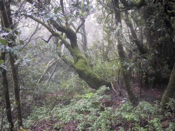 bosque canario