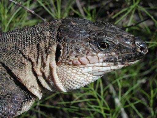 lagarto gigante