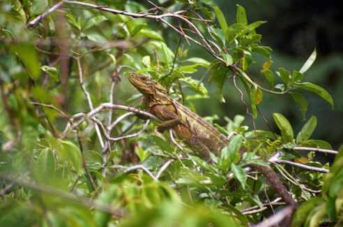 pequeño lagarto en un árbol