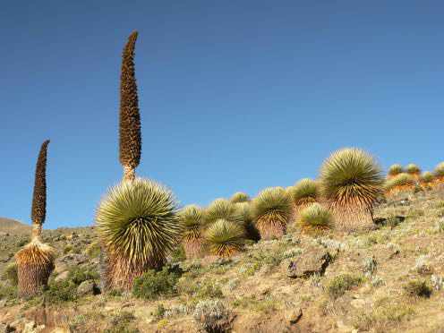 la planta llamada Reina de los Andes