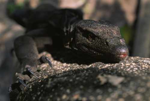 lagarto sobre una piedra