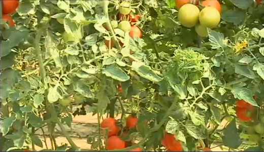 naranjas y limones en los árboles