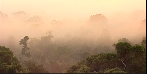 vista de la selva