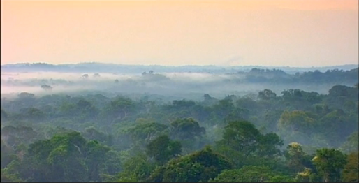 vista desde arriba de la selva amazónica, nubes y árboles