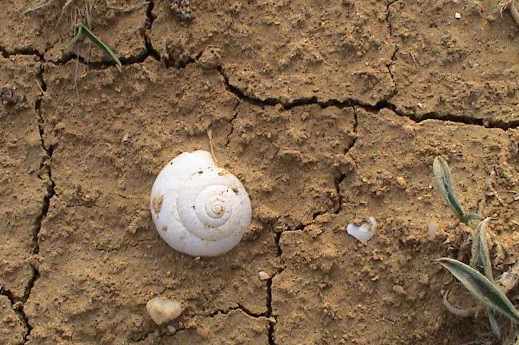 tierra reseca y cuarteada y sobre ella una caracola