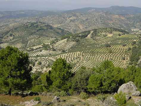 Olivar en Jaén