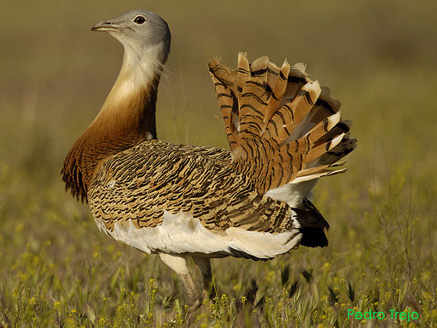 avutarda en el campo