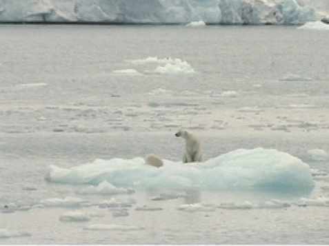 dos osos polares en un trozo de hielo en medio del océano