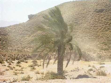 una palmera azotada por el viento en medio de un secarral