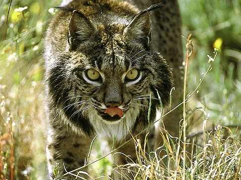 lince ibérico entre la maleza