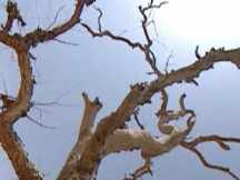 El sol visto entre las ramas de un árbol seco