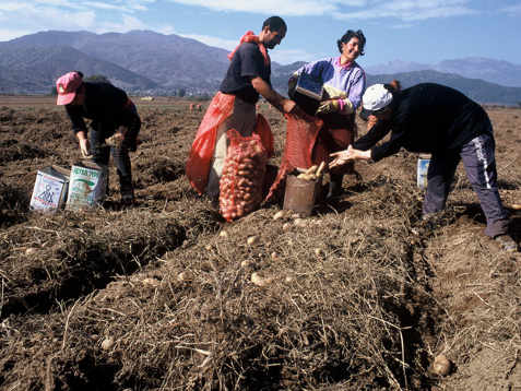 cuatro personas recogen patatas en el campo