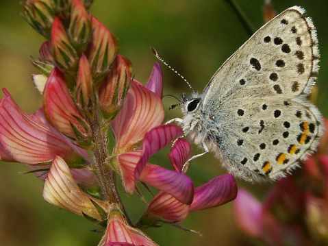 una mariposa en una flor