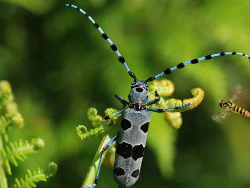 insecto con grandes antenas negras y azules