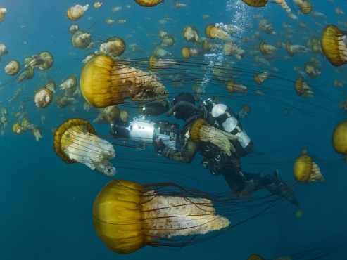 un buceador rodeado de enormes medusas