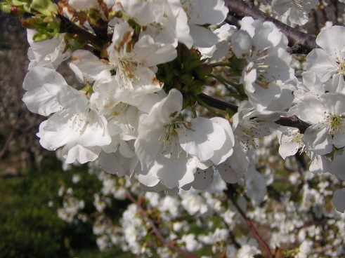 flores de cerezo