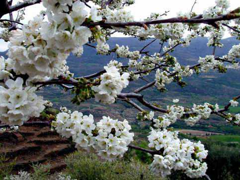 una rama de cerezo en flor