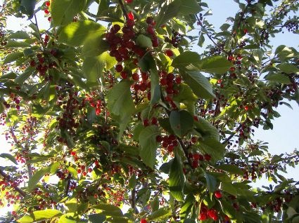 árbol lleno de cerezas