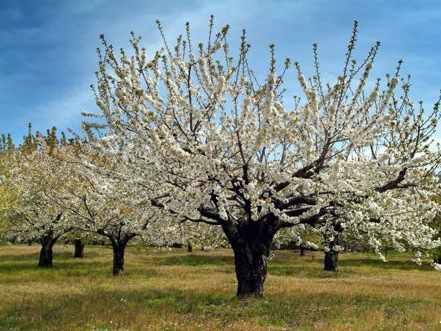 cerezos en flor