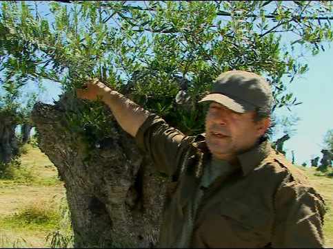 Carlos Pino, enseña unas ramas de olivo