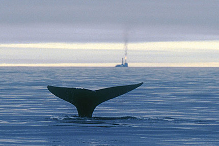 Se ve la cola de una ballena al fondo pozos de petróleo