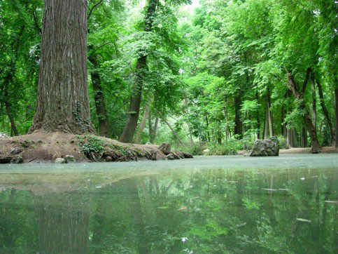 árboles a la orilla de un río