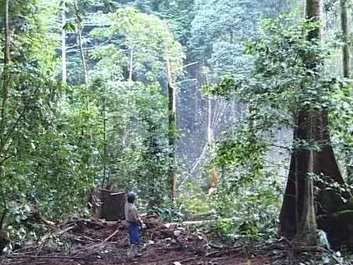 un hombre contempla un tronco que acaba de talar en medio del bosque