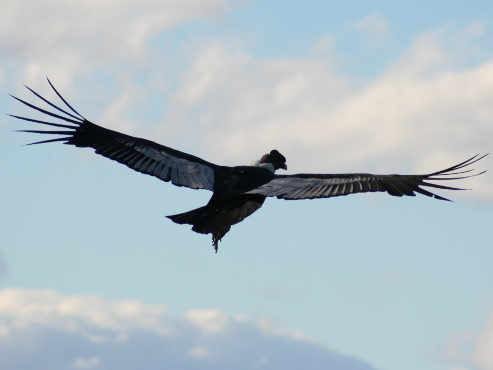 un cóndor volando