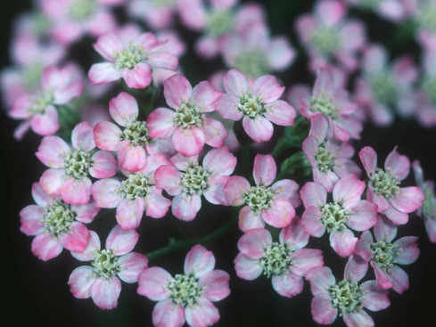 Pequeñas flores