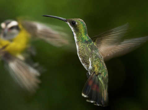 Pájaro en vuelo