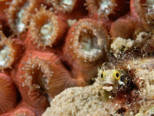 un pequeño pez en un arrecife de coral