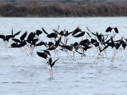 un grupo de aves en el río