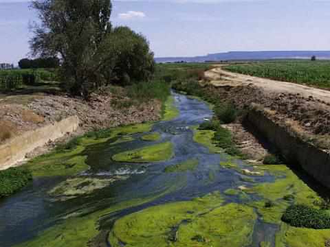 un río con grandes manchas de algas