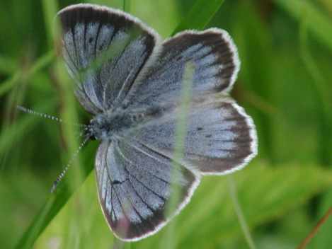 una mariposa de color azul