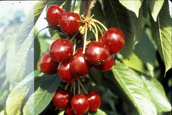 Cerezas del Jerte