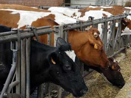 unas vacas en el establo