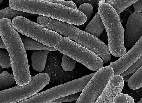 vista al microscopio de las bacterias