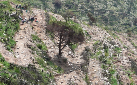 Reforestación de bosque quemado en Viladecans