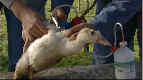 granjeros vacunando a un pato