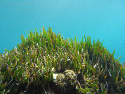 Planta de Posidonia en el Mediterráneo